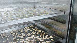 Drying cabinet to remove moisture from fruits, vegetables, fish, meat, medicinal herbs and blood